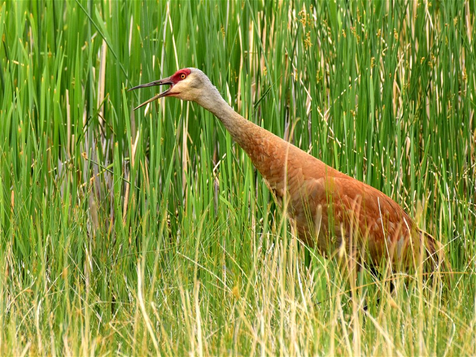 Greater sandhill crane at Seedskadee National Wildlife Refuge Wyoming