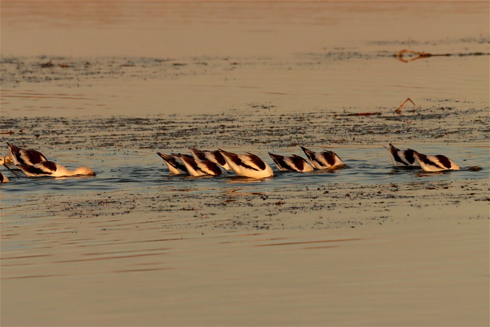 Fall Plumage American Avocets Huron Wetland Management District