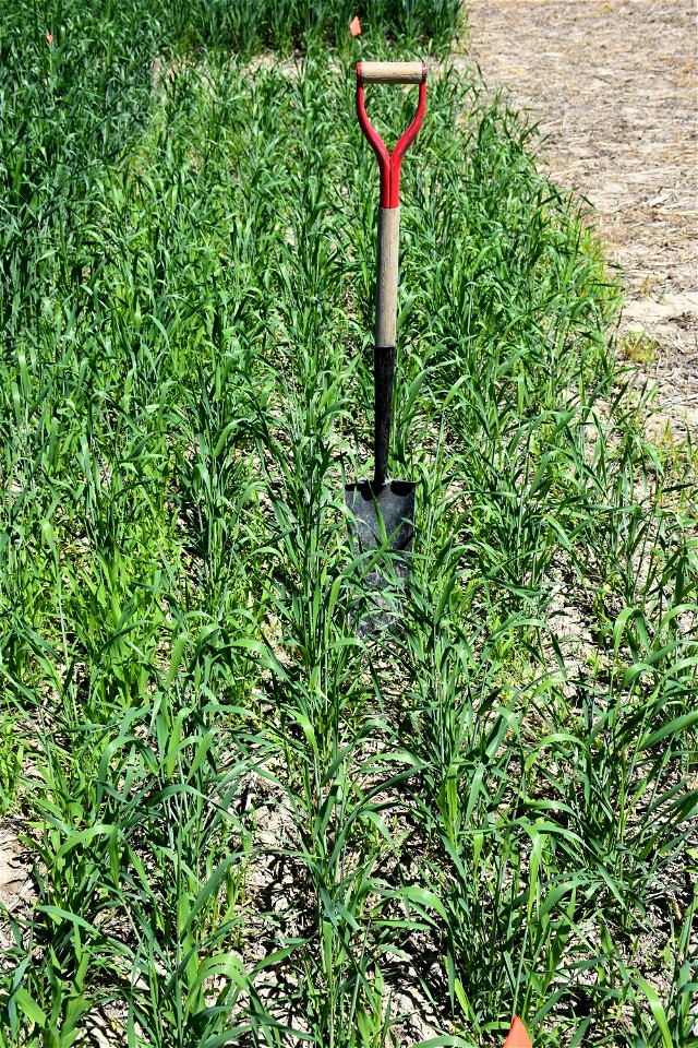 Durum Wheat