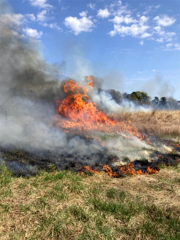 2021 USFWS Fire Employee Photo Contest Category: Fire in Sensitive Habitat
