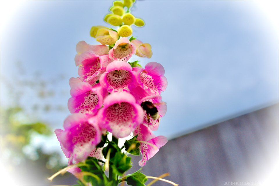Foxgloves
