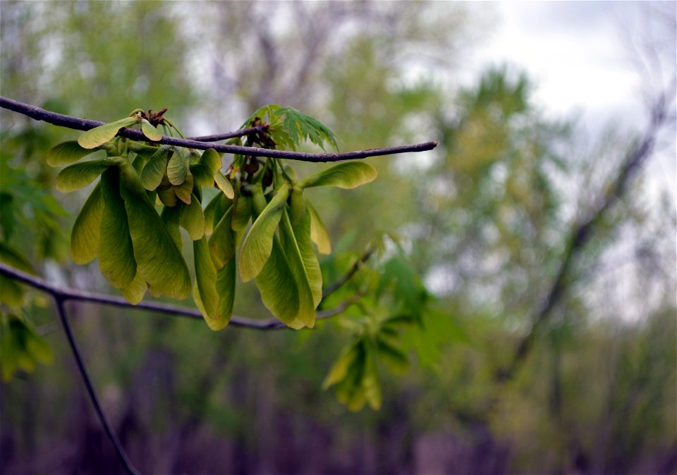Silver Maple Samaras