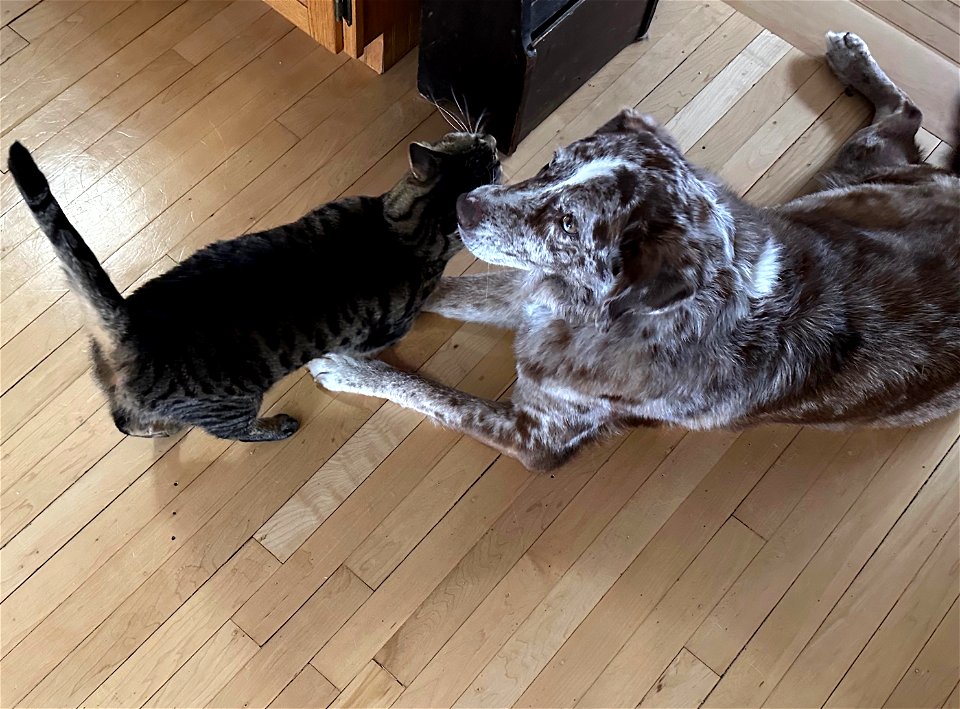 Ollie Wants to Play, Felix