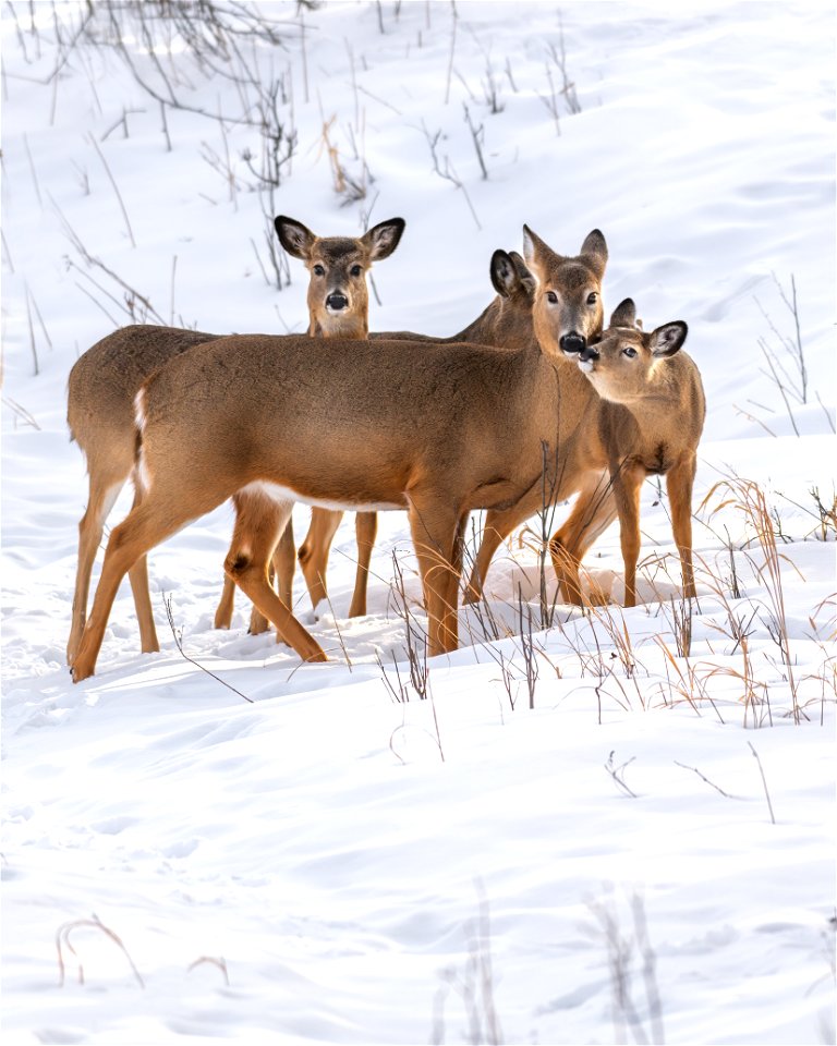 White-tailed deer