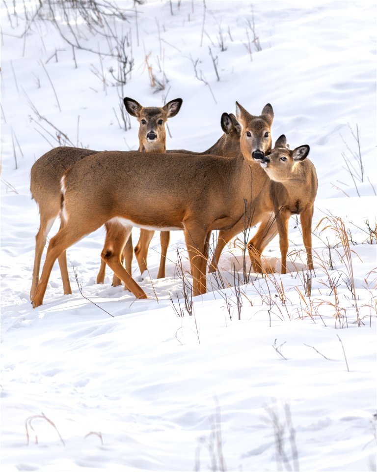 White-tailed deer photo