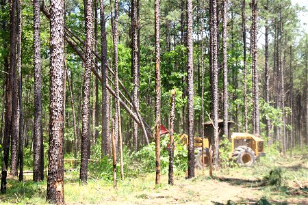 Atwell Logging - Kisatchie National Forest - 002 photo
