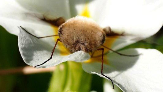 "Ein schöner Rücken kann auch entzücken." Das weiß auch der Grosse Wollschweber (Bombyliua major)