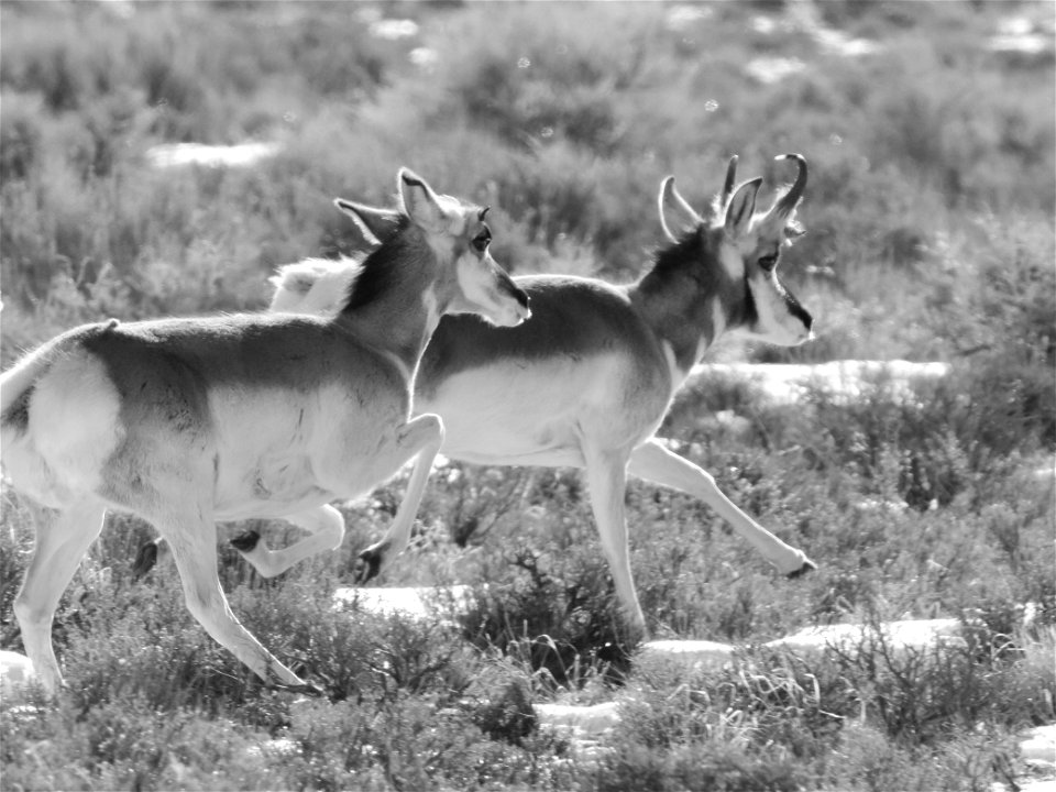 Pronghorn at Seedskadee National Wildlife Refuge