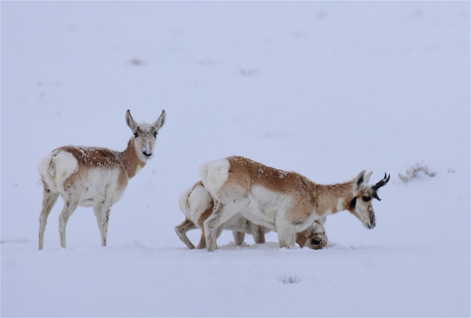 Pronghorn on Seedskadee National Wildlife Refuge