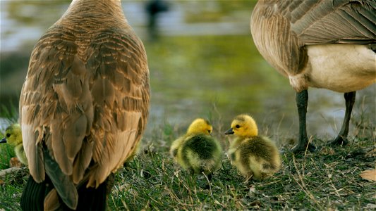 Two Goslings