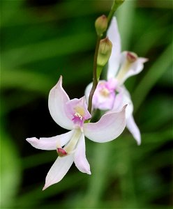 NC 25 - PALE GRASS PINK (ORCHID) (Calopogon pallidus) (05-20-2023) green swamp ecological area, brunswick co, nc (1)