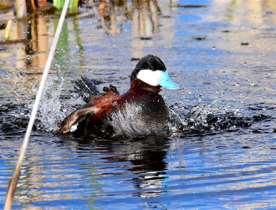 Ruddy duck at Seedskadee National Wildlife Refuge