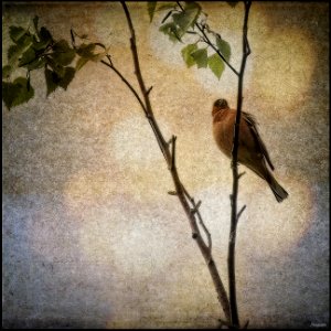 Finch (Painterly) photo