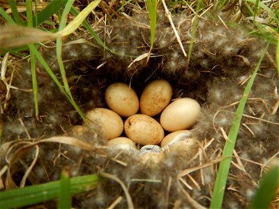 Duck nest photo