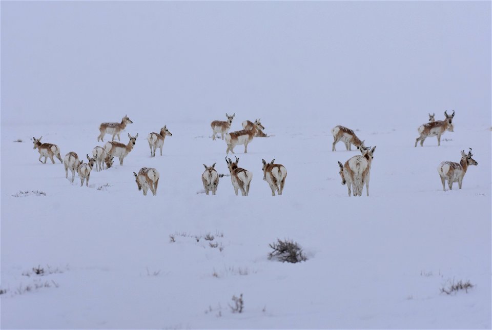 Pronghorn on Seedskadee National Wildlife Refuge