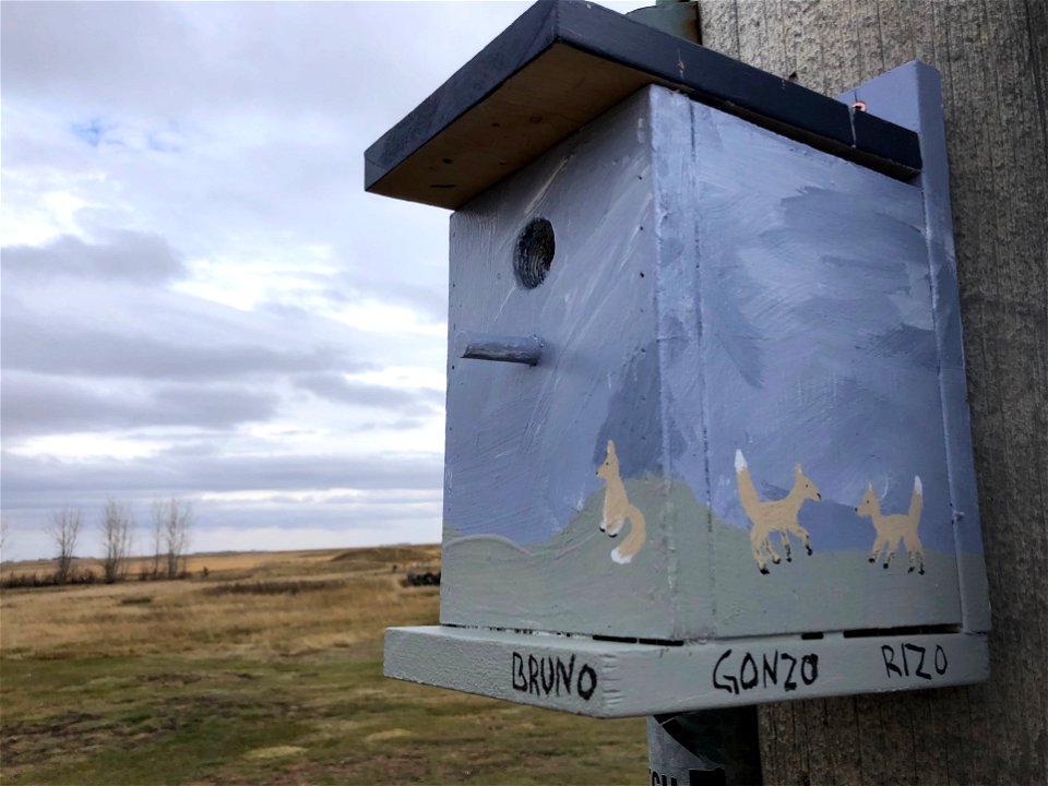 For Birds, But Decorated for Our Foxes