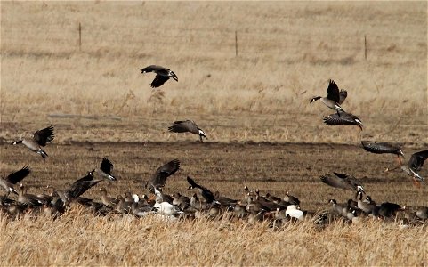 Spring Goose Migration at the Huron Wetland Management District South Dakota