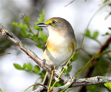 618 - WHITE-EYED VIREO (12-05-2021) laguna atascosa nwr, cameron co, tx -01