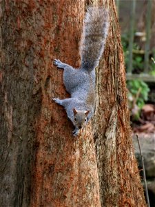 Grey Squirrel Watching Me. photo