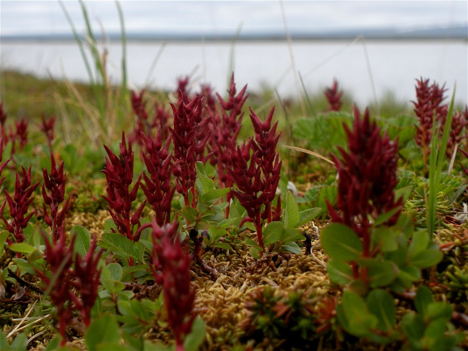 Dwarf willow spp.