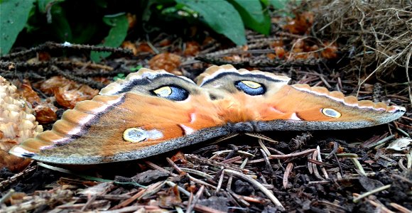 Polyphemus moth emerged on May 28, 2016 after overwintering in a cocoon since last September.