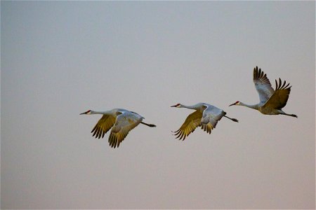 Sandhill cranes flying over Sherburne National Wildlife Refuge photo