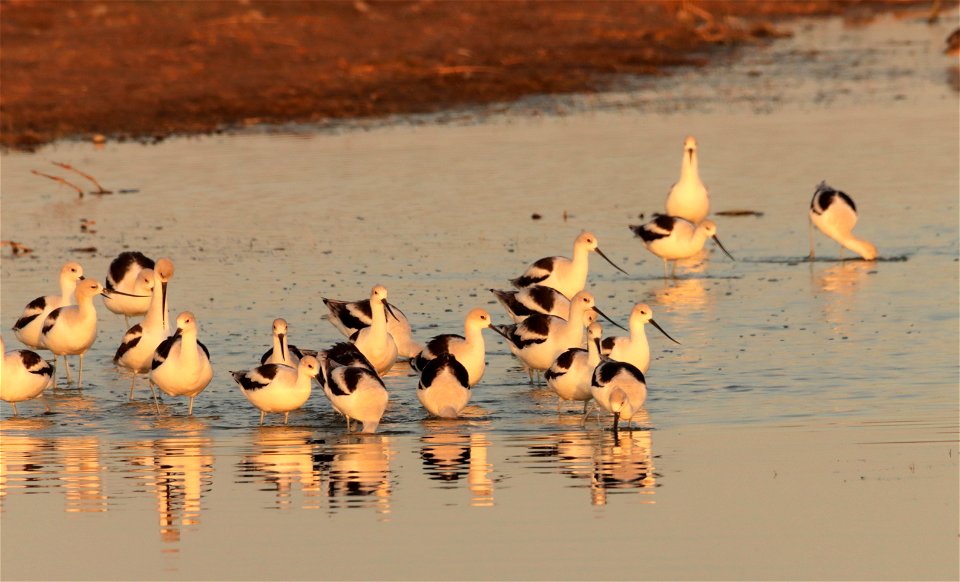 Fall Plumage American Avocets Huron Wetland Management District
