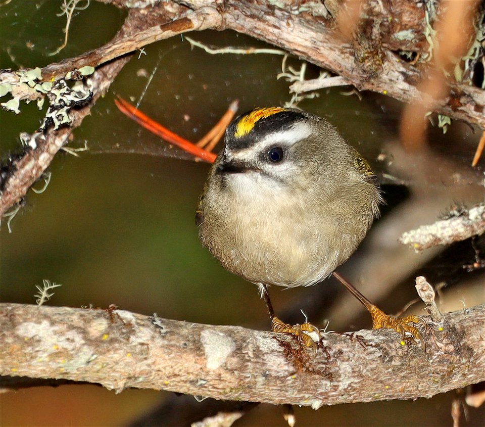 708 - GOLDEN-CROWNED KINGLET (10-28-2022) tolowa dunes s p, del norte co, ca -01