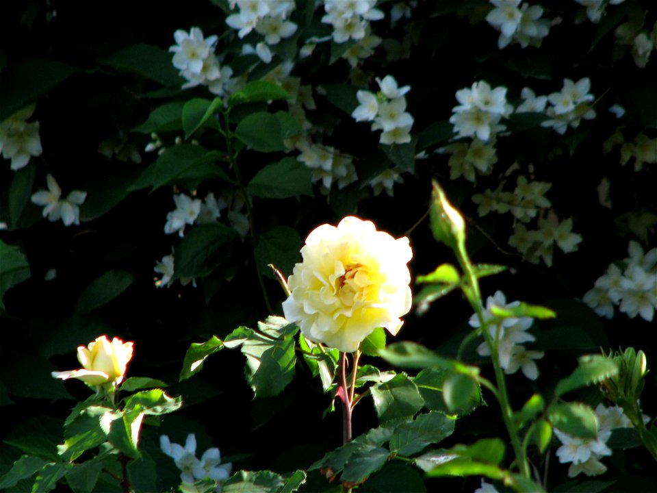 flAviatiei2009_0521_073303