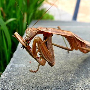 A hungry praying mantis photo