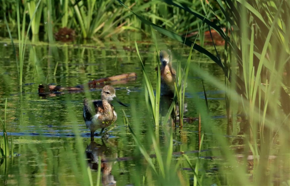 Juvenile American Avocets Huron Wetland Management District