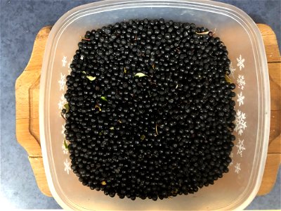 Chokecherry Pickings