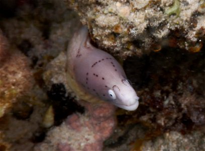 Siderea grisea 3