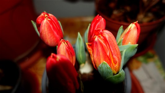 tulips_lalele-2023_0219_080854