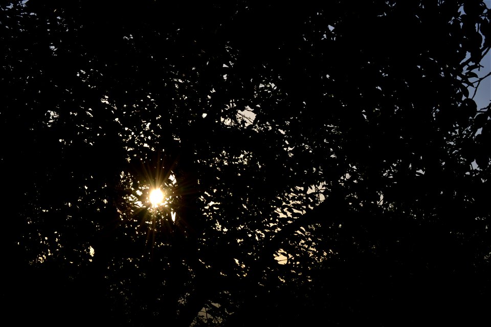 Shine