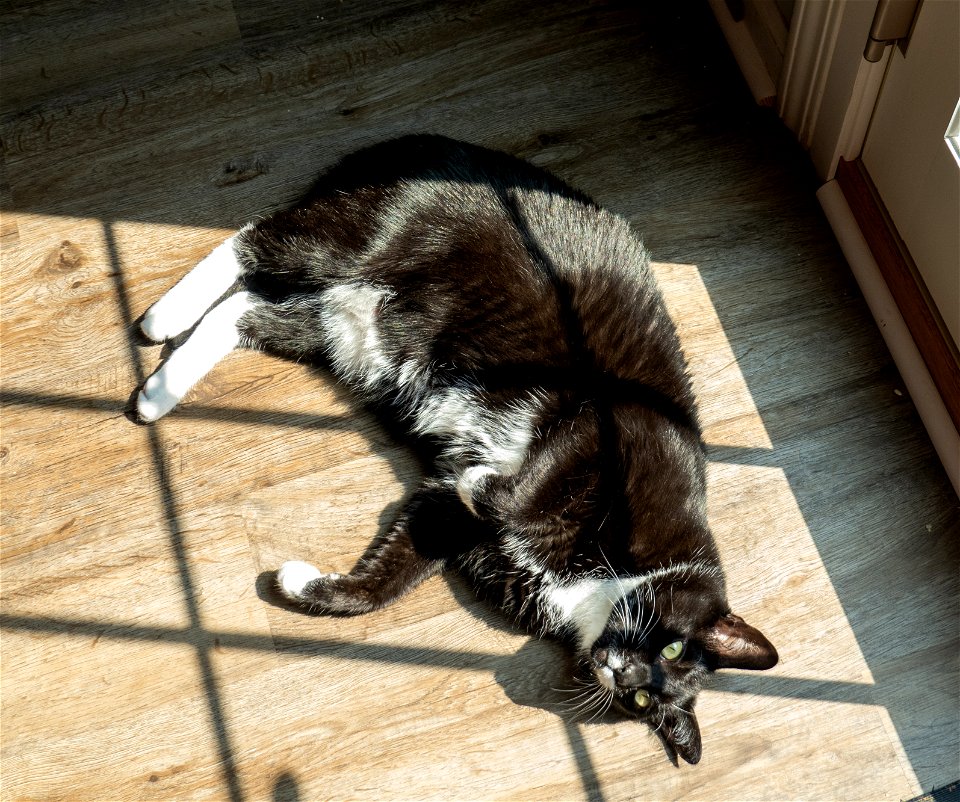 Day 215 - Sunbather