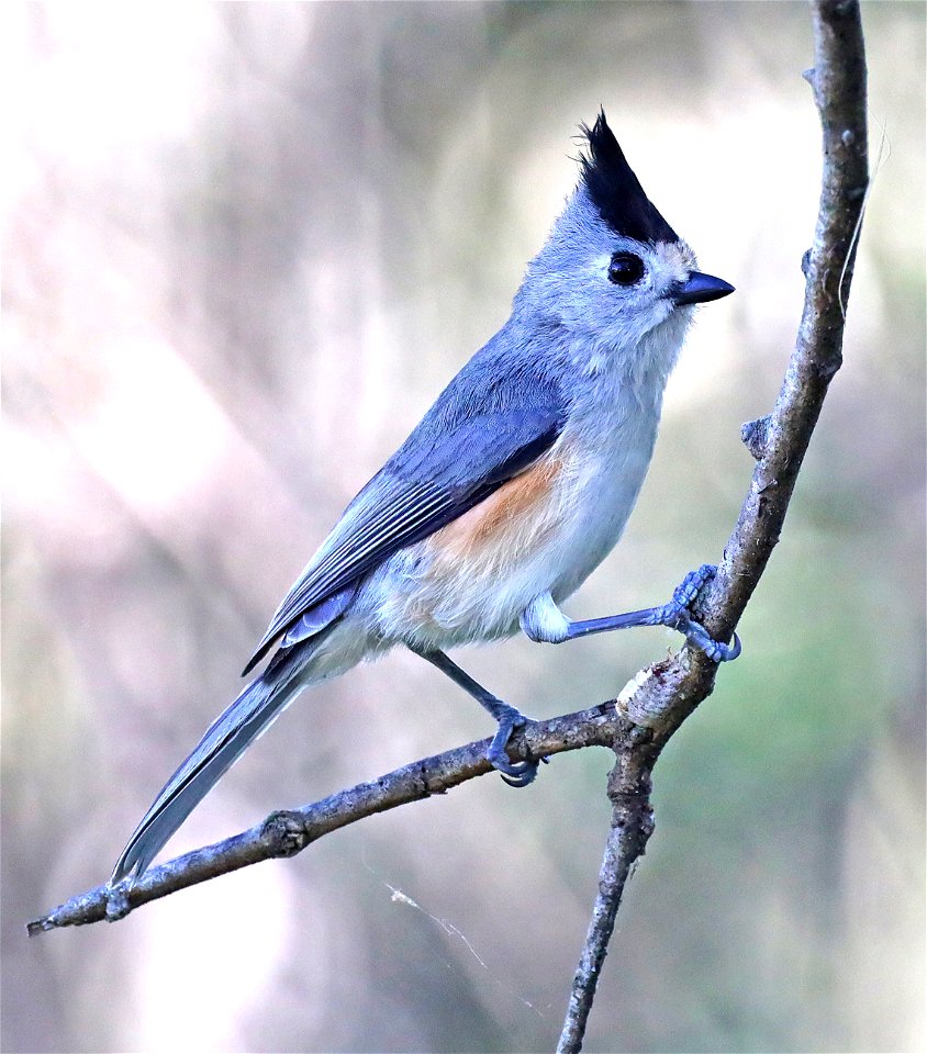 682 - BLACK-CRESTED TITMOUSE (01-14-2022) national butterfly center, hidalgo co, tx -01