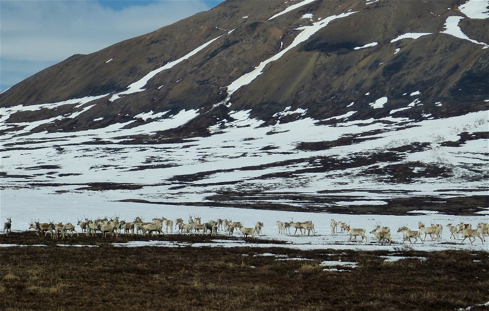 Caribou in Kilbuck Mountains
