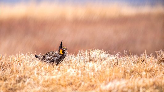 Greater prairie chicken photo