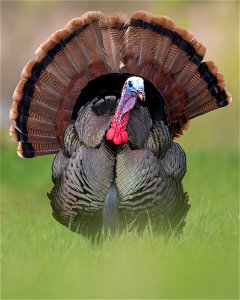Wild turkey photo