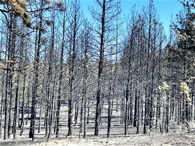 Cow Canyon Fire