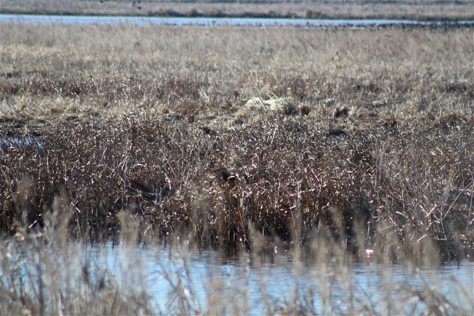 Hidden Northern Harrier Owens Bay Lake Andes National Wildlife Refuge South Dakota photo