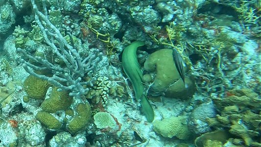 Green Moray hanging out Bonaire