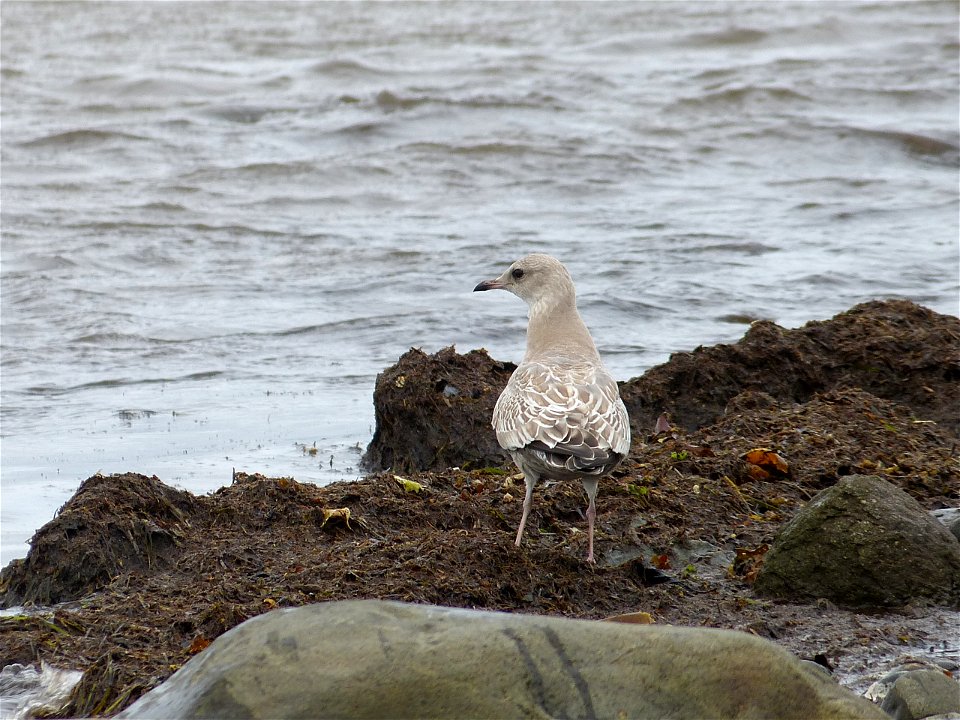 Mew Gull photo