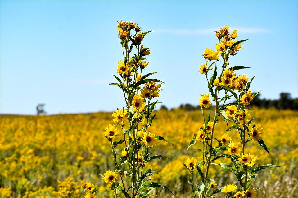 Taller than the Rest; Lake Andes Wetland Management District South Dakota