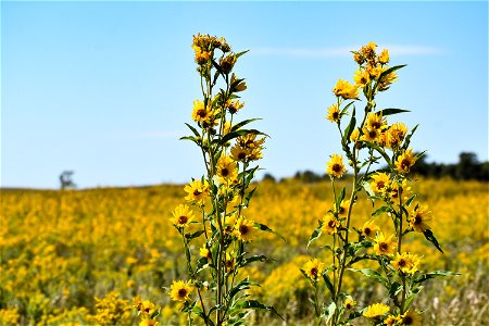 Taller than the Rest; Lake Andes Wetland Management District South Dakota photo