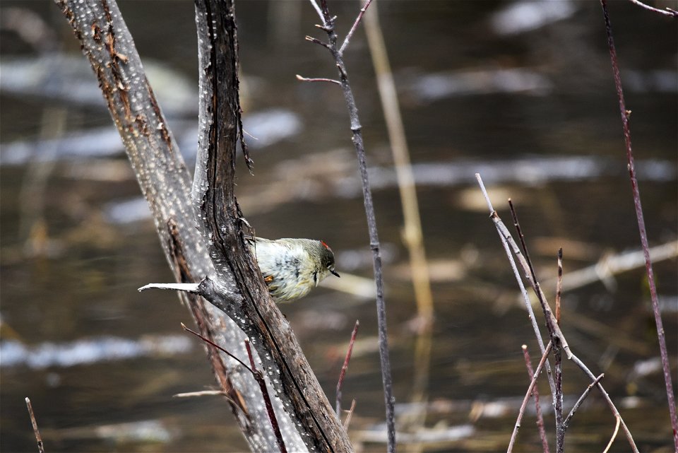 Ruby-crowned kinglet