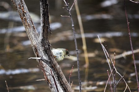 Ruby-crowned kinglet