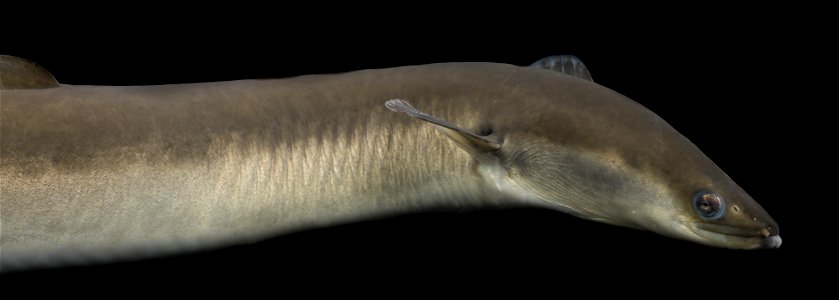 American Eel (Anguilla rostrata)