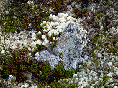 Lichens_7-13-10 photo